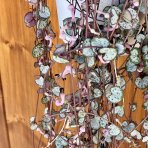 Lampášik (Ceropegia woodii) ´SILVER GLORY´ - výška 15-20 cm, kont. P9